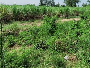 For SaleLandSuphan Buri : Land for sale, size 12 rai 4.3 sq m., address: Bo Suphan Subdistrict, Song Phi Nong District, Suphan Buri Province.
