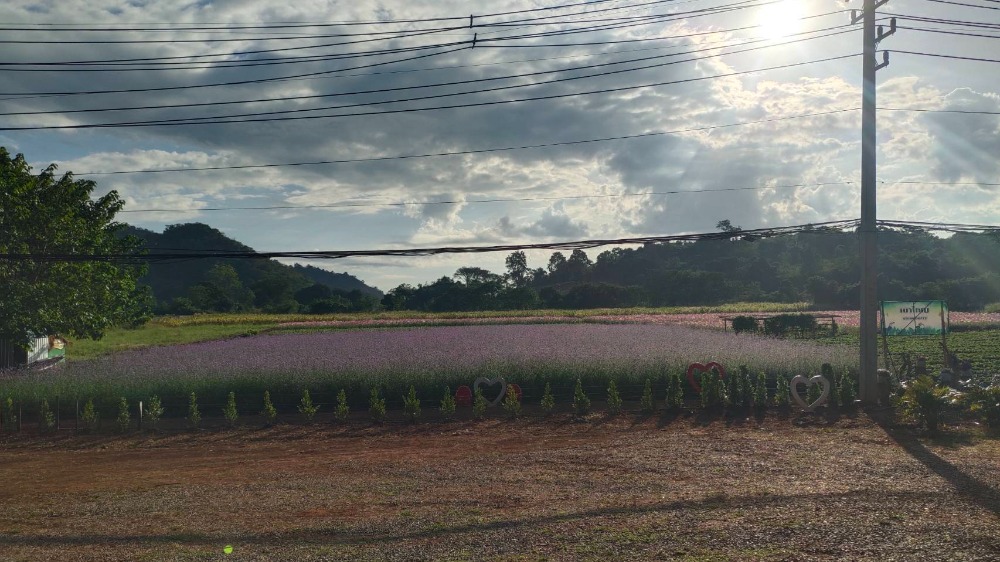 For SaleLandPak Chong KhaoYai : Land for sale, good location, next to Thanarat Road km.11, area 19-3-73 rai, 45000 baht per sq m.