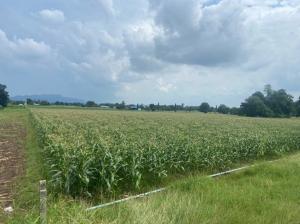 For SaleLandKanchanaburi : Land for sale, Nong Ya Subdistrict, Mueang Kanchanaburi District, Kanchanaburi Province, area 17 rai 2 ngan 80 sq m, selling for only 11,000,000 baht.