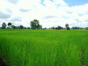 For SaleLandUdon Thani : Beautiful rice fields, good soil, good water, not far from the city.