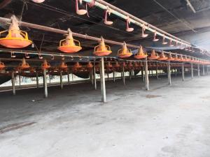 For SaleFactoryKorat Nakhon Ratchasima : Broiler farm for sale, closed system, 3 houses, land title deed, 26 rai, next to a public road, convenient entrance and exit. With housing for workers