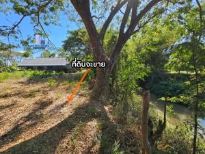 For SaleLandKhon Kaen : Land for sale, 208 square meters, next to Huai Phra Kue. Near Bueng Thung Sang, the land has been filled in, there is water and electricity. There are many neighbors.