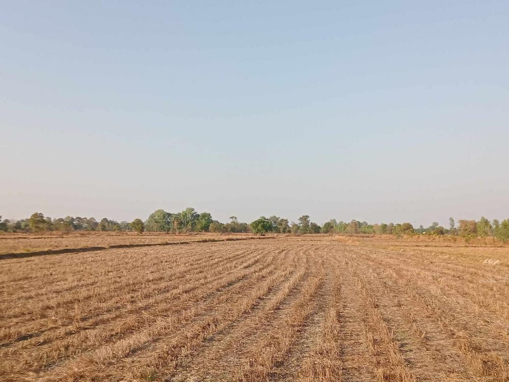 For SaleLandRoi Et : Cheap land for sale 11-1-69 rai **next to Pratumrat Road, Roi Et.