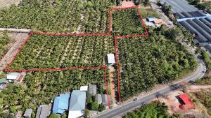 For SaleLandSamut Songkhram : Land for sale with coconut plantation Year-round bile system Suitable for making a coconut garden or a beautiful cafe.