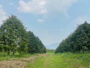 For SaleLandChanthaburi : Durian orchard for sale with produce, land in Chanthaburi, Tha Mai.