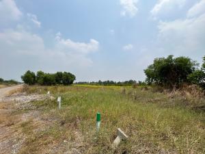 For SaleLandPathum Thani,Rangsit, Thammasat : Urgently selling 1 ngan of vacant land, Bueng Ba Subdistrict, Nong Suea District. Pathum Thani Province