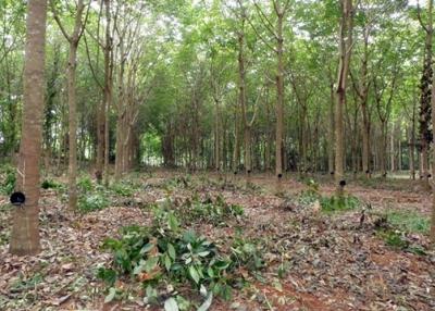 For RentLandTrat : Renting land and houses, planting rubber in the area Next to Sukhumvit Road, Trat 56 Rai