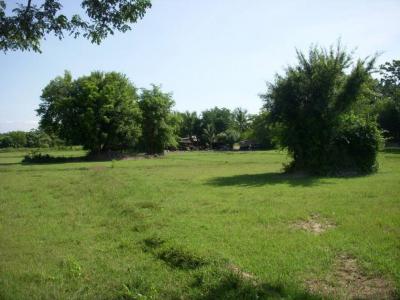 For RentLandPattaya, Bangsaen, Chonburi : Land for rent in Nong Hiang, Phanat Nikhom, Chon Buri 37 Rai