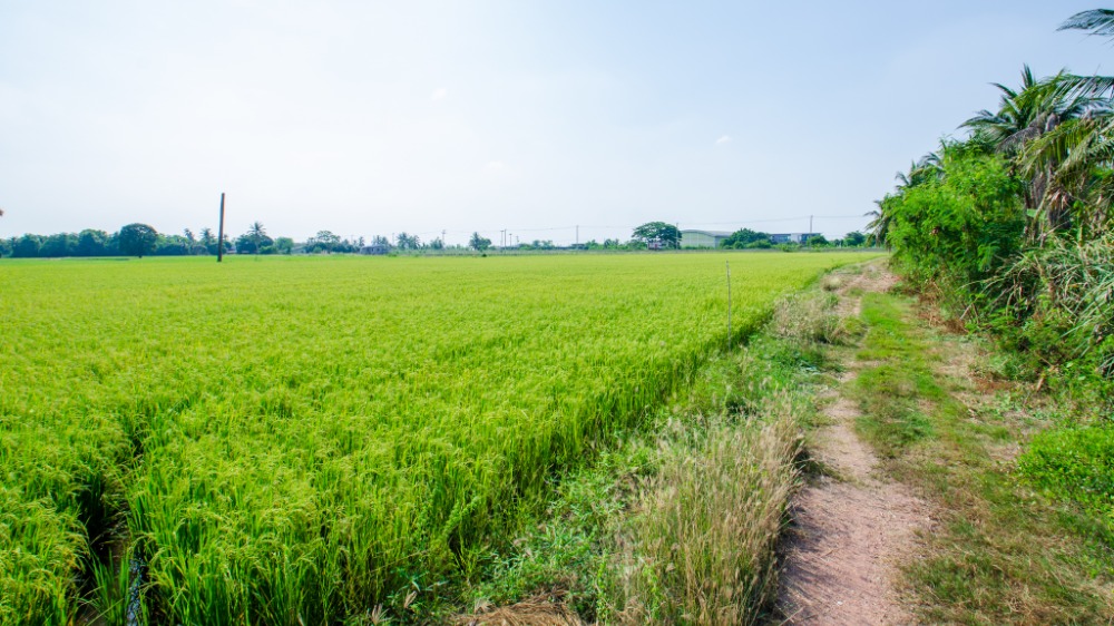 For SaleLandNakhon Pathom, Phutthamonthon, Salaya : Land for sale in Nakhon Pathom Nakhon Chai Si District That is pretty near the highway project Bang Yai - Kanchanaburi (M81) # Sale by owner