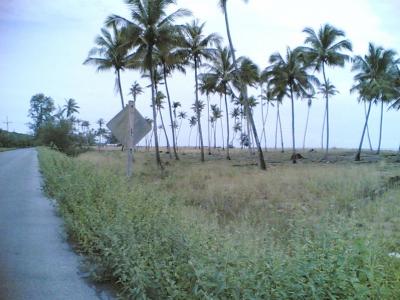 For SaleLandPattani : Land for sale by the sea Taloh Beach, 24 Rai, Laem Pho, Yaring District, Pattani
