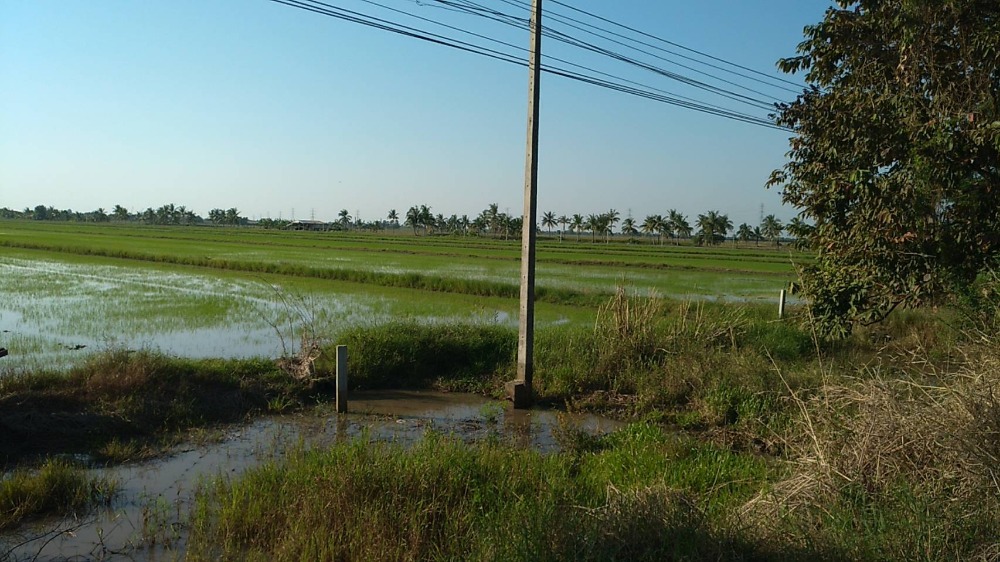 For SaleLandChachoengsao : Cheap land for sale urgently