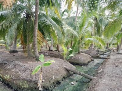 For SaleLandSamut Songkhram : 6 rai of coconut plantation land for sale near Amphawa market, very cheap.