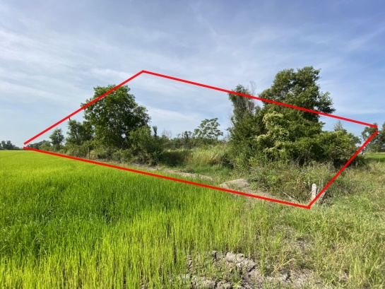 For SaleLandPathum Thani,Rangsit, Thammasat : Land for sale, an area of 5 rai, Lam Luk Ka, Khlong 16, beautiful, near the main road, cheap price, accessible from both Thanya - Lam Luk Ka.