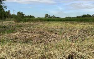 For SaleLandLadkrabang, Suwannaphum Airport : Land for sale 100 square meters near the airport. King Mongkut's University Electric train and motorway Krungthep Kreetha Road, Rama 9