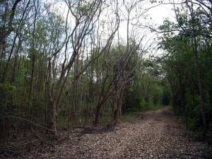 ขายที่ดินราชบุรี : ขาย ให้เช่า ที่ดิน บางแพ 2  ไร่ จ.ราชบุรี