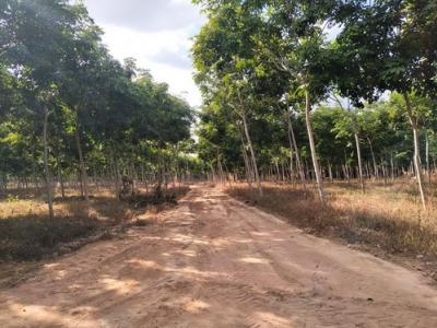 For SaleLandSa Kaeo : 6410-003 Land for sale with rubber plantations 1,097 rai, Sa Kaeo, title deed 309 rai, Nor Sor 3 Kor. 788 rai