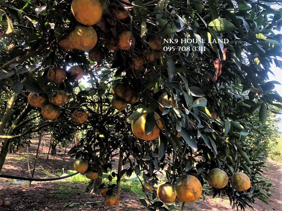 For SaleLandChiang Mai : Land for sale in orange garden with 200 durian trees, next to public roads, Fang, Mae Ai, Chiang Mai, with durian trees, houses, electricity, Ban Suan, near Mae Ai Hospital, near Mae Na Wang Subdistrict Administrative Organization, Makro, Lotus.