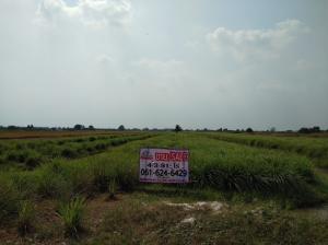 For SaleLandPathum Thani,Rangsit, Thammasat : Beautiful plot of land for sale, Wat U Khao, 4-3-91 rai, Khlong 7 **price is only 2,750,000.- only