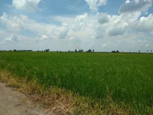For SaleLandSuphan Buri : Empty land, beautiful plot, cheap price!!️ 15 rai, 3 ngan, 48 sq m., Bang Phlap Subdistrict, Song Phi Nong District, Suphan Buri Province, selling only 250,000 baht per rai!!️