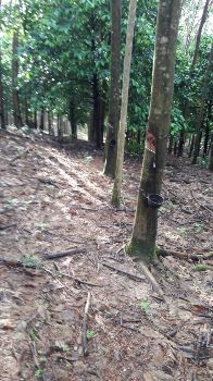 For SaleLandTrat : Land for sale, rubber plantation, Wang Krachae, Trat, 24 rai 1 ngan 18 sq m.
