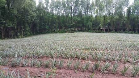 ขายที่ดินตราด : ขาย  ที่ดิน ที่ดิน สวนยาง 41 ไร่ อ.เมือง จ.ตราด สวนยาง ตราด 41ไร่ 2งาน 4.4ตรว