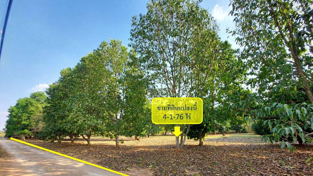 ขายที่ดินปากช่อง เขาใหญ่ : ขายที่ดินเขาใหญ่ โซนเขาวง ปากช่อง 4 ไร่ เศษ วิวภูเขาหน้า-หลัง พร้อมต้นไม้ใหญ่ น้ำไฟพร้อม