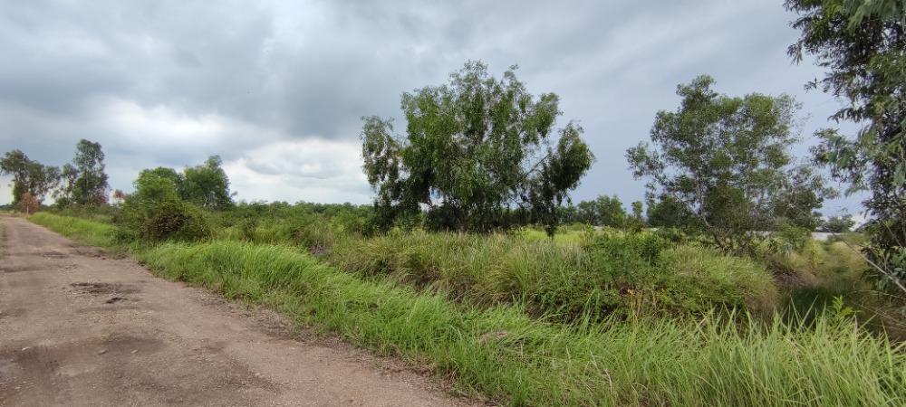 For SaleLandPathum Thani,Rangsit, Thammasat : Land for sale, 2 rai, Khlong 14, Nong Suea, Pathum Thani, near Khlong 14 Road and only 7 km. from Rangsit-Nakhon Nayok Road. Sale by owner.