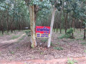 For SaleLandBueng Kan : Urgent sale, rubber plantation land, ready to cut, 20 rai, beautiful plot, So Phisai District. Bueng Kan Province for sale by owner