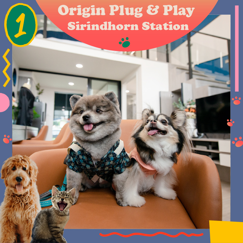 UPDATE! คอนโดเลี้ยงสัตว์ได้ Pet Friendly ที่อยู่แล้วลูกรักแฮปปี้ 