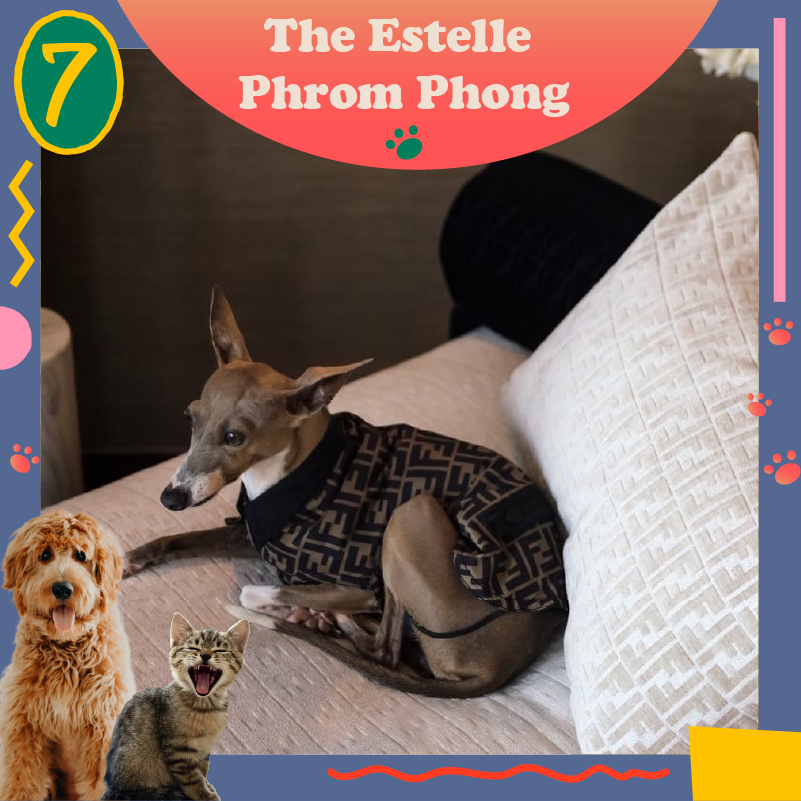 UPDATE! คอนโดเลี้ยงสัตว์ได้ Pet Friendly ที่อยู่แล้วลูกรักแฮปปี้ 
