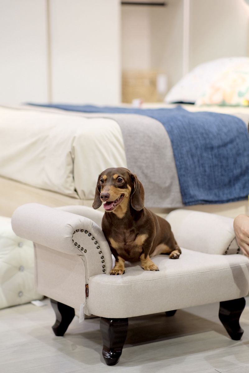 เอสบี ดีไซน์สแควร์ เปิด “Pet Lovers Corner” โซนเฟอร์นิเจอร์และของตกแต่งบ้านสำหรับสัตว์เลี้ยง