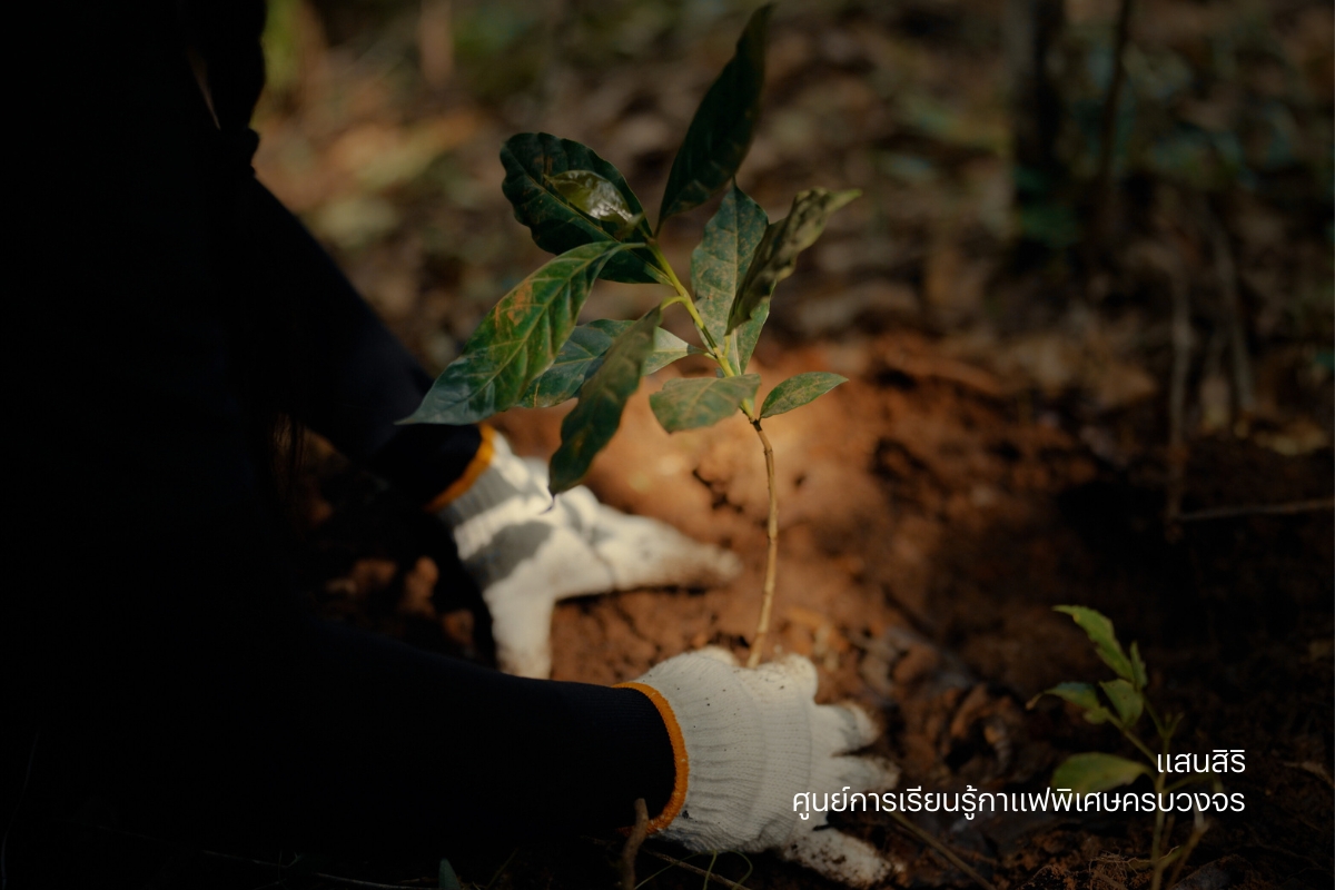 แสนสิริ เปิดตัวโปรเจ็กต์ธุรกิจเพื่อสังคม ศูนย์การเรียนรู้กาแฟพิเศษครบวงจร สร้างแรงกระเพื่อมเศรษฐกิจฐานราก ขับเคลื่อนและผลักดันสู่ Sustainable Model วิสาหกิจเพื่อสังคม