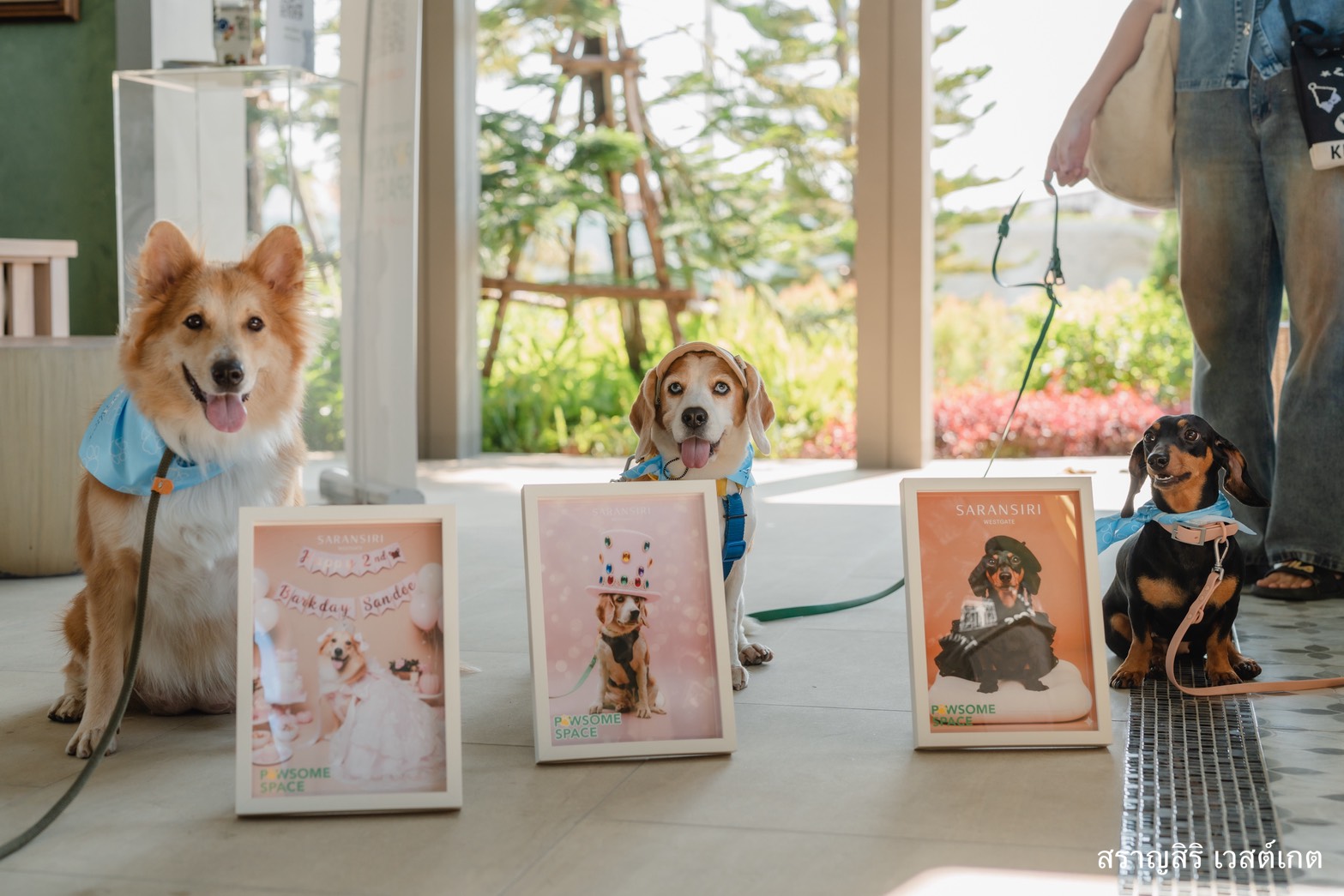แสนสิริ จับมือ SB Design Square เปิดตัว “ห้องสัตว์เลี้ยงตัวอย่าง” แห่งแรก ที่ “สราญสิริ เวสต์เกต” ยกระดับเพื่อนซี้สี่ขาสู่ “สมาชิกคนสำคัญ” ของครอบครัวอย่างแท้จริง ผ่าน “PAWSOME SPACE PACKAGE” เฟอร์นิเจอร์ที่เข้าใจและเป็นมิตรกับสัตว์เลี้ยง