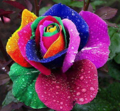 prifile img