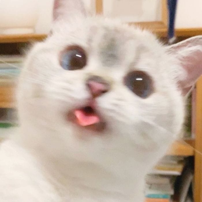 prifile img