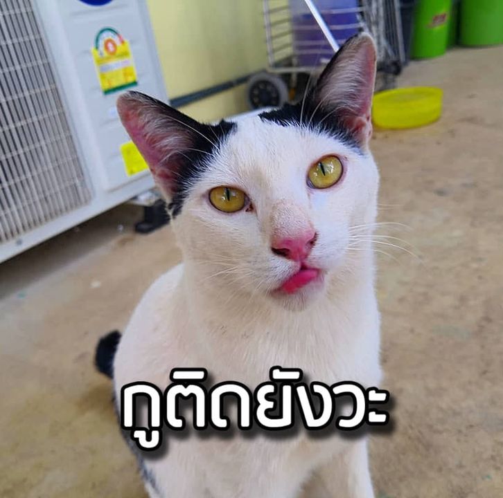 prifile img