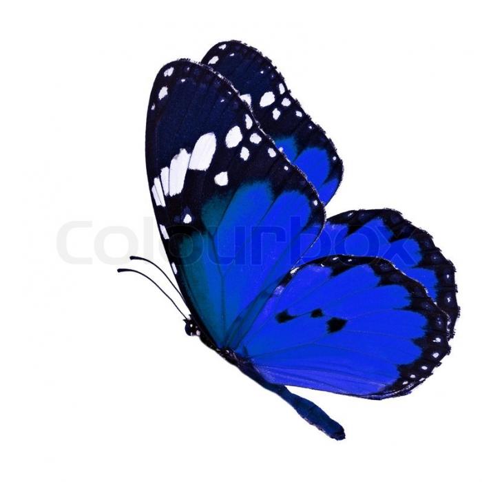 prifile img