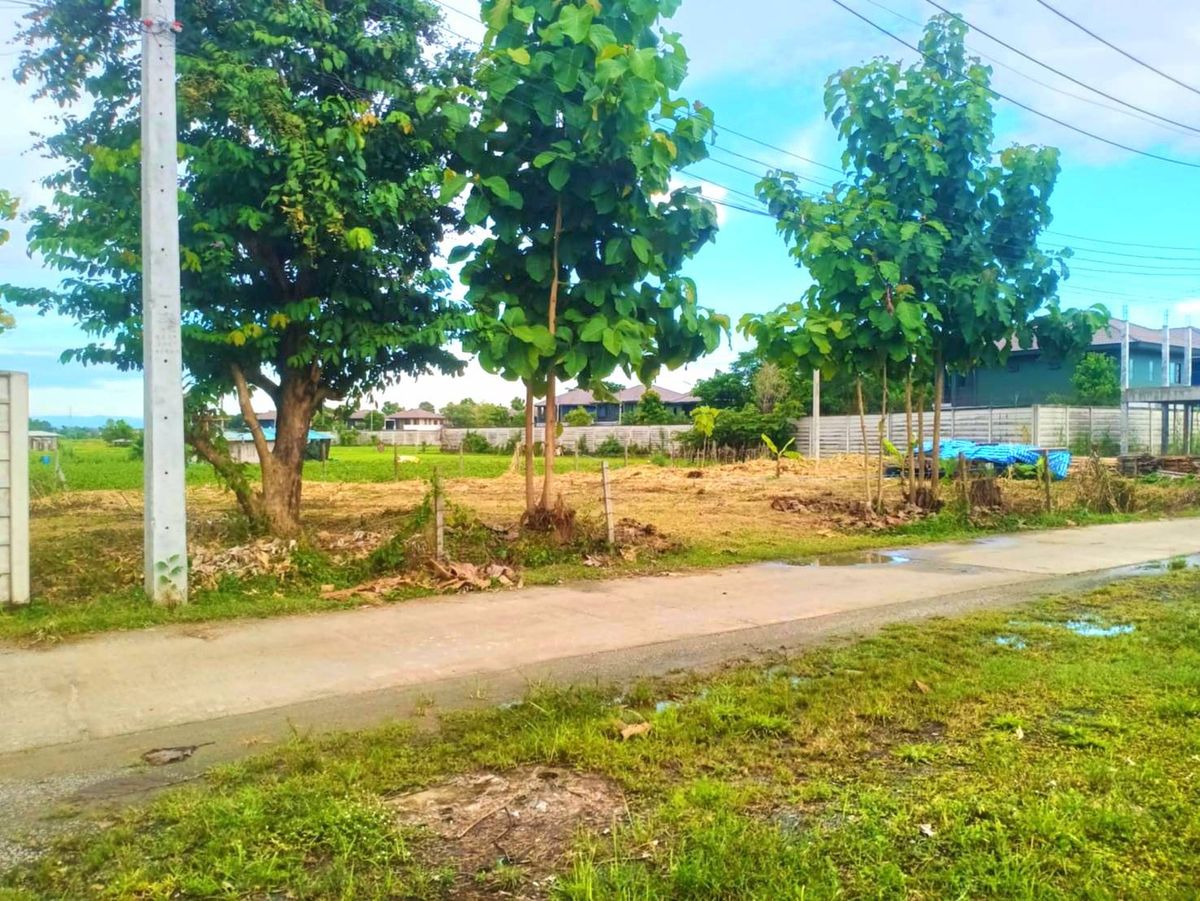 ขายที่ดินเชียงใหม่ : 🎨 ขายด่วน !!! ที่ดินถมแล้ว 100 ตร.ว อำเภอเมืองเชียงใหม่ ใกล้วัดป่าข่อยเหนือ ตำบลสันผีเสื้อ โฉนดครุฑแดง พร้อมโอนทันที !!!