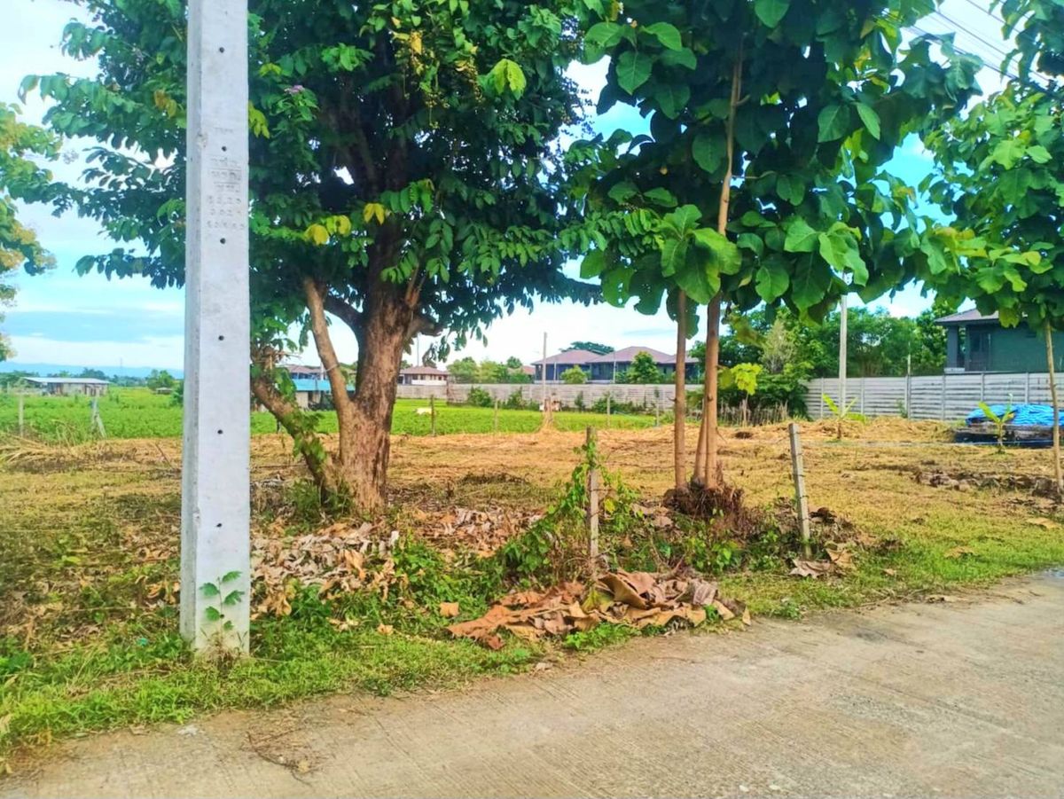 ขายที่ดินเชียงใหม่ : 🎨 ขายด่วน !!! ที่ดินถมแล้ว 100 ตร.ว อำเภอเมืองเชียงใหม่ ใกล้วัดป่าข่อยเหนือ ตำบลสันผีเสื้อ โฉนดครุฑแดง พร้อมโอนทันที !!!