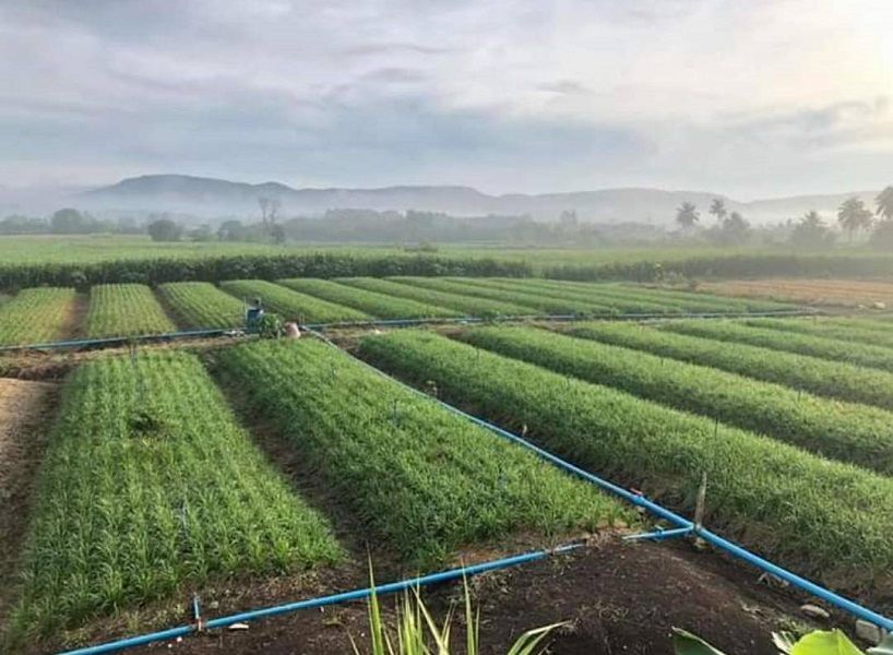 For SaleLandPak Chong KhaoYai : Land for sale 109 rai, Yothathikan Road 3060, Khlong Muang , Pak Chong , Nakhon Ratchasima.