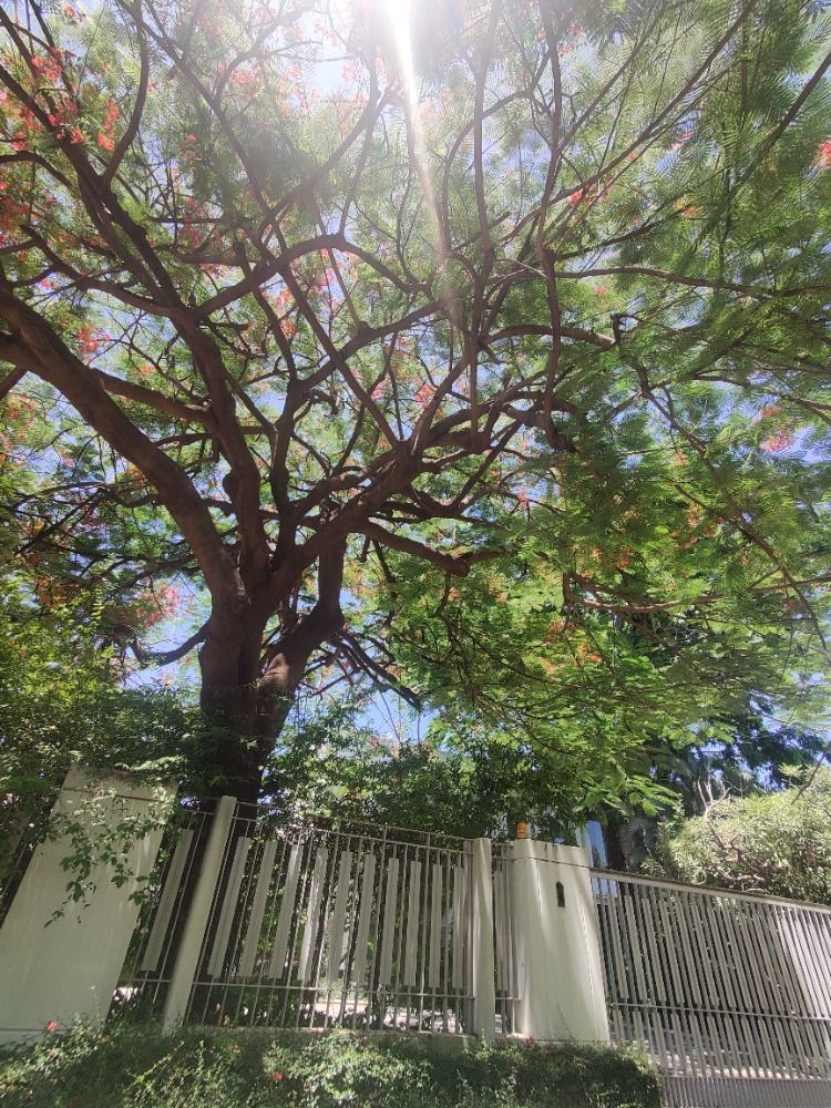 For RentHousePattanakan, Srinakarin : Luxury single house for rent