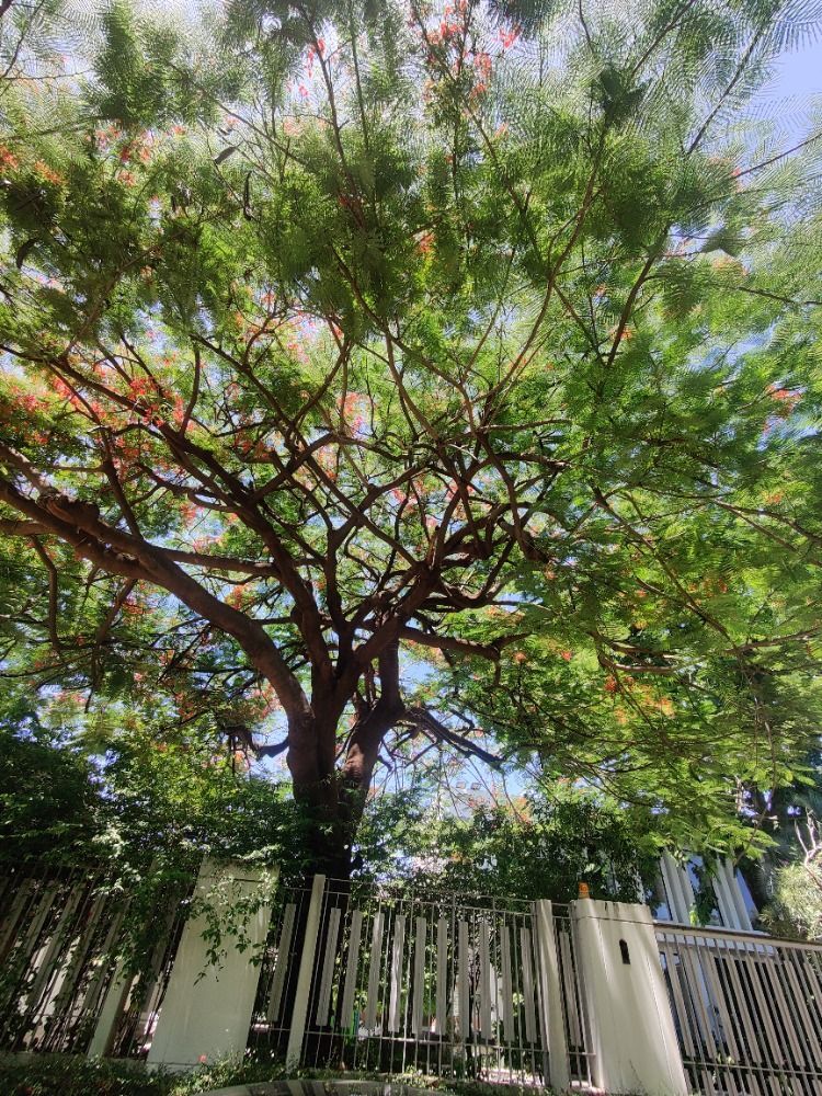 For RentHousePattanakan, Srinakarin : Luxury single house for rent