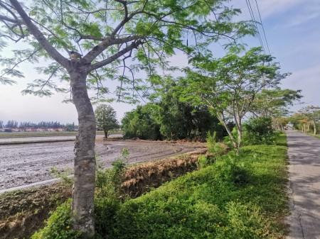 ขายที่ดินมีนบุรี-ร่มเกล้า : ขาย ที่ดิน หนองจอก สุวินทวงศ์ ติดบ้านเอื้ออาทรสันติสุข 11 ไร่ 1 งาน 56 ตร.วา ใกล้สนามกอล์ฟ the Pine เหมาะทำหมู่บ้าน หรือโกดัง