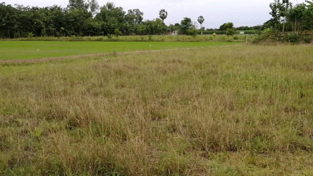 ขายที่ดินสุพรรณบุรี : ขายด่วนที่ดินสุพรรณบุรี 4ไร่  อ.หนองหญ้าไซ ติดถนน แบ่งขาย