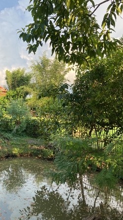 ขายร้านค้า/ตลาดนัดเชียงใหม่ : ขายที่ดิน พร้อมร้านอาหาร ขนาด 1 ไร่ 2 งาน 85 ตารางวา ตำบลสันโป่ง อำเภอแม่ริม จังหวัดเชียงใหม่