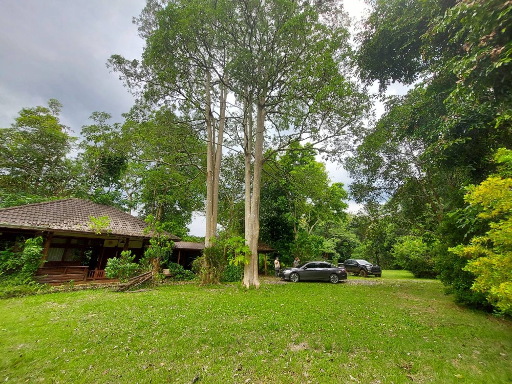 For SaleLandPak Chong KhaoYai : Land for sale in Khao Yai, Rai Tlon Farm, Mu Si Subdistrict, Pak Chong, area 2-3-93 rai, front-back mountain view with Rock Cabin house.