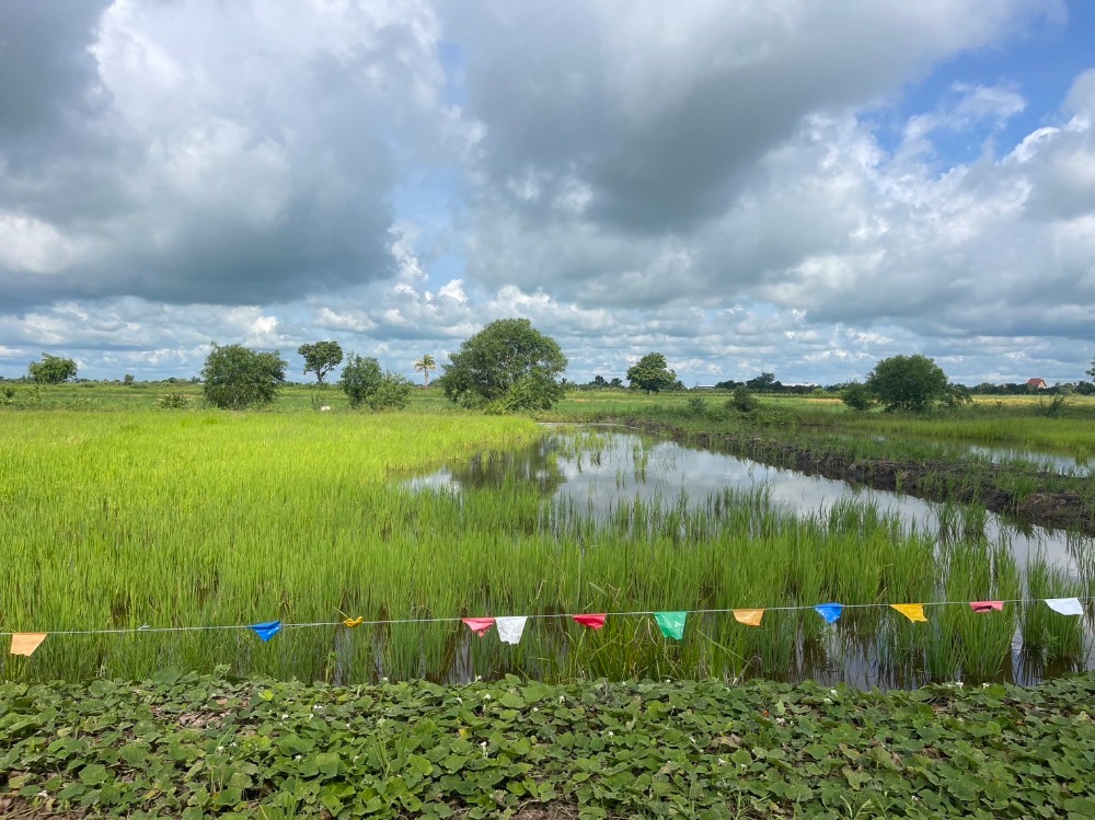 ขายที่ดินนครนายก : 🌟 เจ้าของขายเอง ไม่เเพง ขายที่ดินแปลงสวย ประปาไฟฟ้าพร้อม เหมาะไว้ปลูกบ้านสวนวิวทุ่งนา ใกล้คาเฟ่ชื่อดัง พิกัด: คลอง23 นครนายก ขนาด 200 ตารางวา  เพียง 🌟 520,000 บาท ติดต่อ 0954935293 จอย (เจ้าของโดยตรง) 🌟