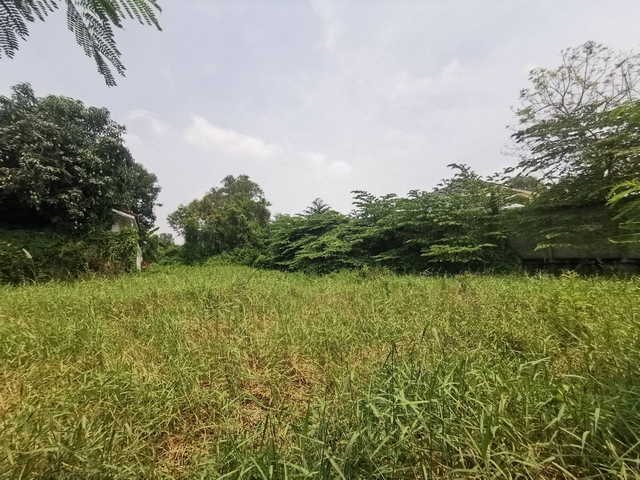 ขายที่ดินปทุมธานี รังสิต ธรรมศาสตร์ : ขายที่ดินเปล่า 166 ตรว. หน้ากว้าง 35 เมตร ใกล้ อบต.บางเดื่อ ถนนวัดไพร่ฟ้า ปทุมธานี เหมาะปลูกบ้านพัก