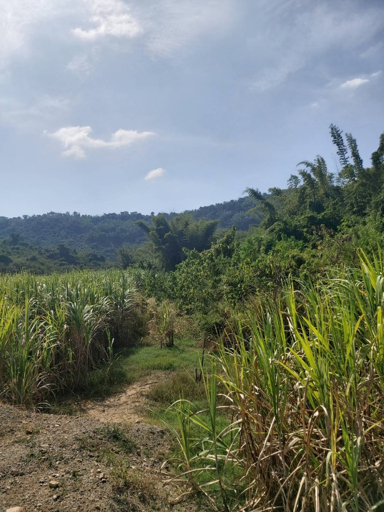 For SaleLandRatchaburi : Land near Mountain Million view