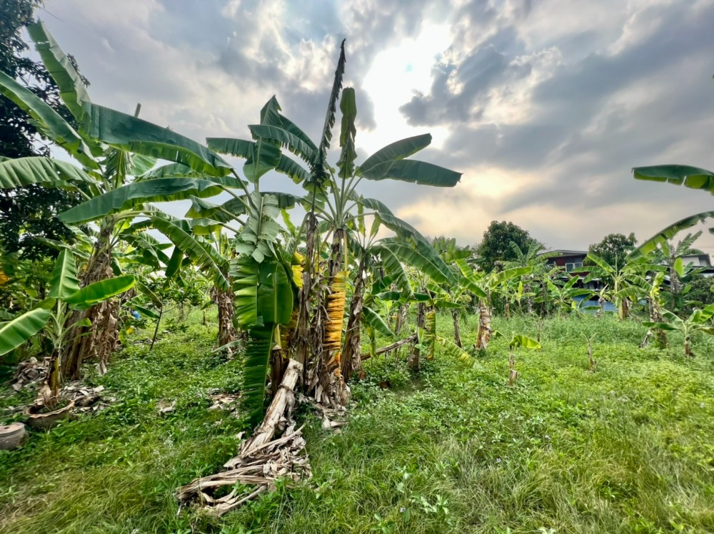 ขายที่ดินนนทบุรี บางใหญ่ บางบัวทอง : ขายที่ดินติดคลองอ้อมนนท์